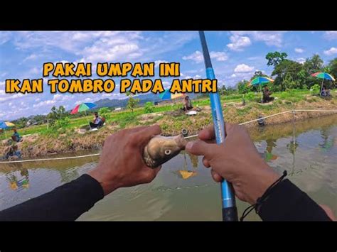 STRIKE TERUS PAKAI UMPAN INI MANCING DI KOLAM HARIAN TOMBRO GURAMEH