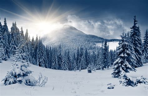 Winter Forest Wallpaper Os Winter Forest Mountain Sun Snow Fir Trees