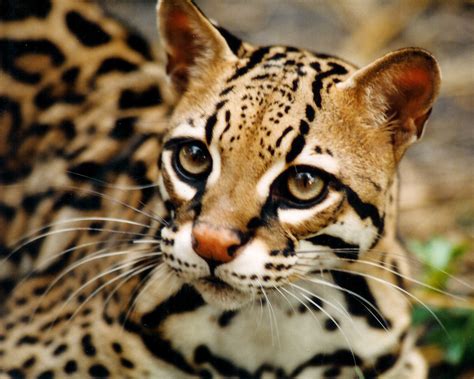 Ocelot Facts History Useful Information And Amazing Pictures