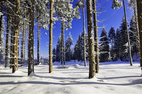 Fotos Gratis Paisaje árbol Bosque Nieve Frío Invierno Planta