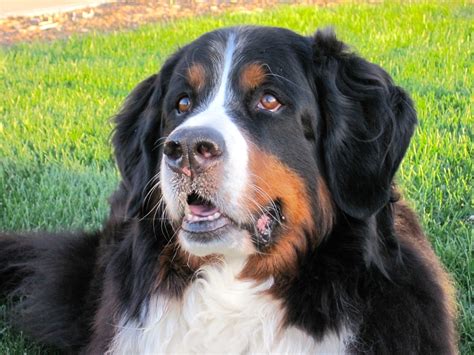 Bernese Mountain Dog Resting On The Grass Wallpapers And