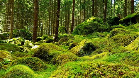 The Moss Covered Swedish Woods Europe