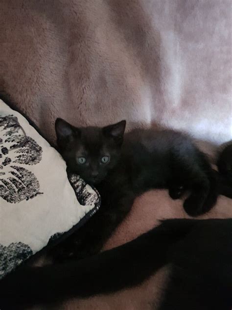 3 Male Kittens For Sale In Craven Arms Shropshire Gumtree
