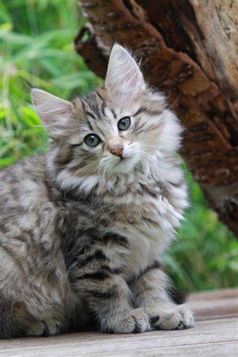 Norwegian Forest Cat Breed Information Pictures