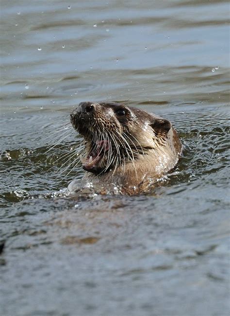 Otter Wild Otter Feeding Midwater In A Large Lake 600mm Flickr