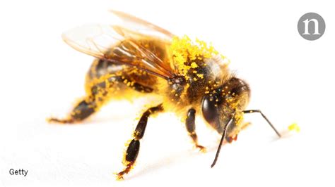 How Hair Makes Bees Good Pollinators