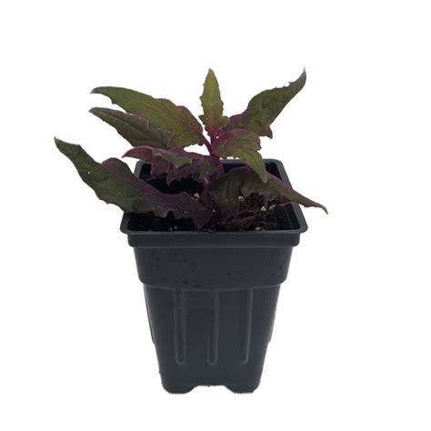 Purple Passion Plant 25 Pot Gynura Indoors