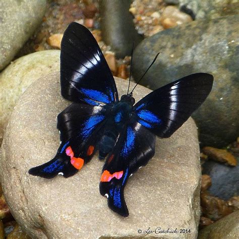 Rhetus Periander Beautiful Butterfly Pictures Beautiful Butterfly