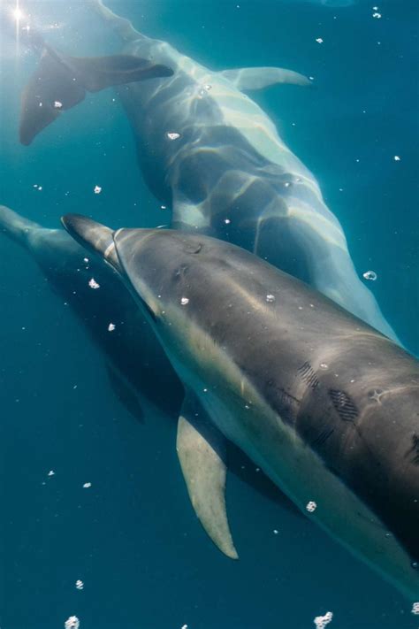 How Whales And Dolphins Evolved For Life At Sea