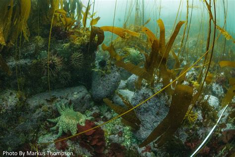 Study Sunflower Sea Stars Could Help Bring Back Kelp Forests Around