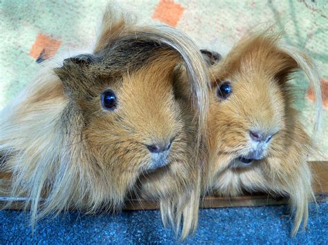 Top 5 Guinea Pigs With The Wildest Hair Pets Reporter
