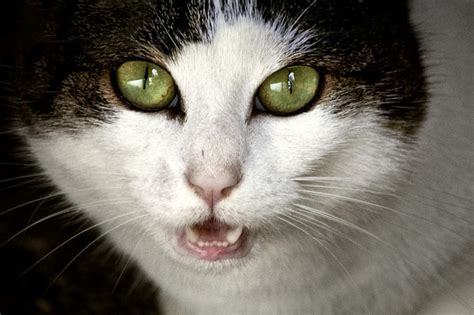 9 Reasons Why Your Cat Keeps Meowing At You