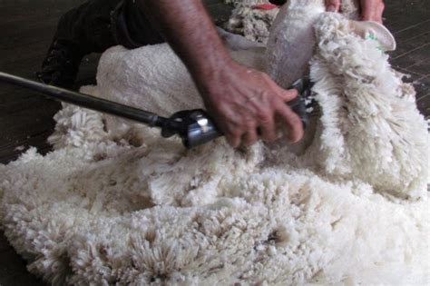 Yesterday indian government suspended the flights to europe. Wool market down slightly yesterday in the South | Farm Tender