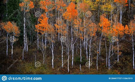 Autumn Aspen Trees Fall Colors Golden Leaves And White Trunk Maple Red