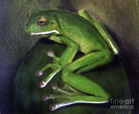 Green Tree Frog Drawing By Avril Thomas