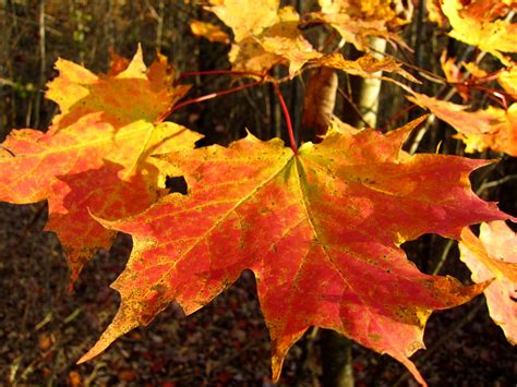 Wallings Maple Syrup Fall Foliage