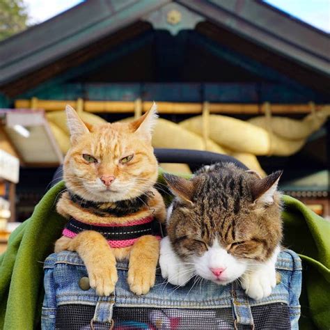 Guy Takes His Two Cats On His Travels Around Japan