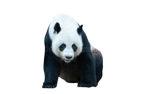 Giant Panda Bear On White Stock Image Image Of Asia 78110763