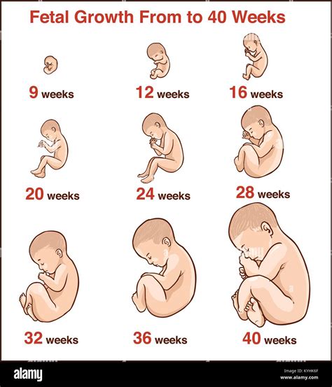 Stages Of Human Fetal Development Schematic Vector Image Tyello