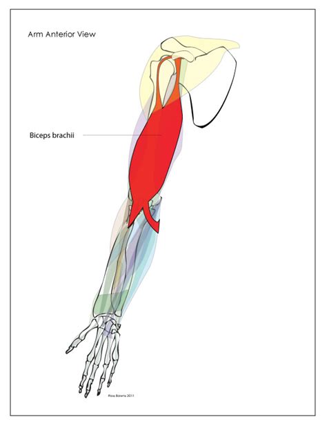 In fact, there is another muscle grouped underneath it named extensor carpi radialis longus. Paint Draw Paint, Learn to Draw: Anatomy Basics: Muscles ...