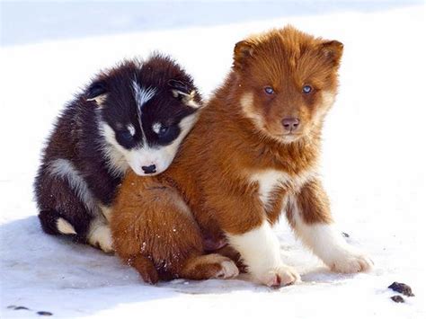 Greenland Husky Colorful Puppies Unique Dog Breeds Rare Dog Breeds