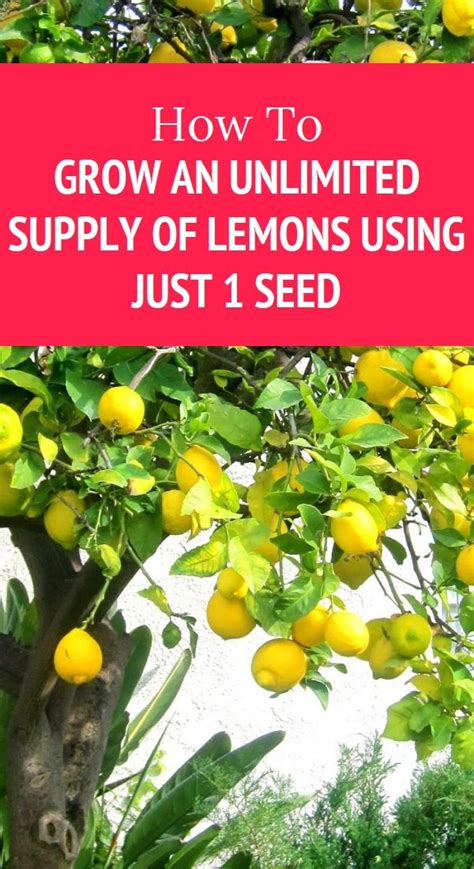 How To Grow An Unlimited Supply Of Lemons Using Just 1 Seed Natural