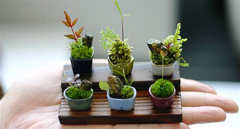 Razamazazzle Ultra Small Bonsai Plants Give New Meaning