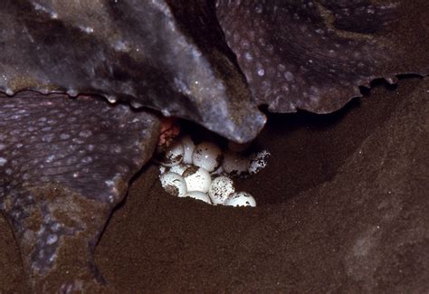 Leatherback Sea Turtle Dermochelys Coriacea Display Full Image