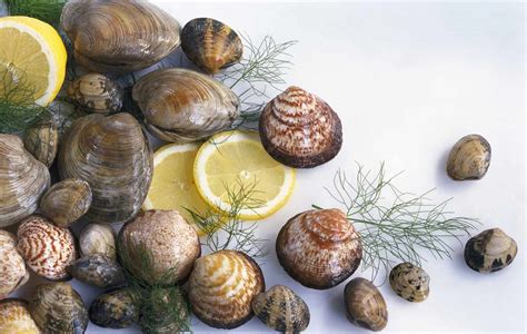 Types Varieties And Cooking Suggestions For Clams