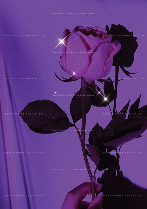 Shiny Rose Purple Aesthetic Image For Wall Collage And Creative