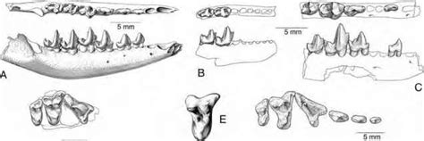 Animal Teeth Identification