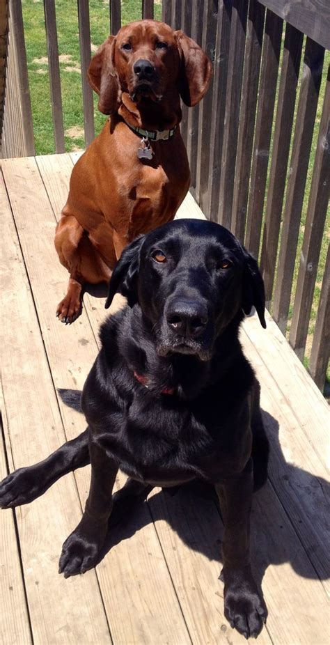 Redbone Coonhound And Black Lab These 2 Together Make Up Our Daisy