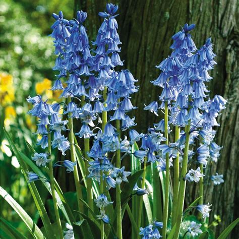 English Bluebells Wood Hyacinth Woodland Plants Woodland Flowers