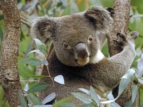 Cute Koala Sweet Nice Australian Marsupial Tree 12 Inch By 18 Inch