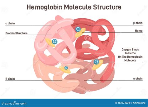 Hemoglobin Molecule Structure Iron Containing Oxygen Transport