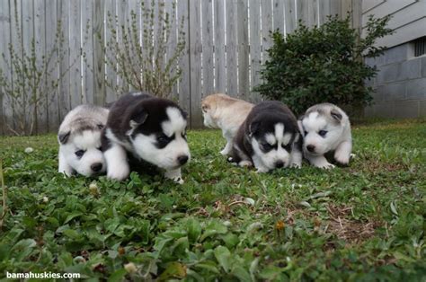 Amber Puppy Update 4 3 14 Siberian Husky Puppies For Sale Siberian