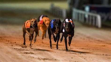 All Greyhound Racing Off Due To High Temperatures