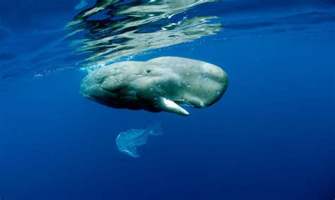 Whales And The Plastics Problem Stories Wwf