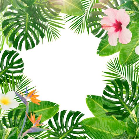 Jungle Border Stock Photos Pictures And Royalty Free Images Istock