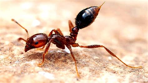 Fire Ants As Described And Explained