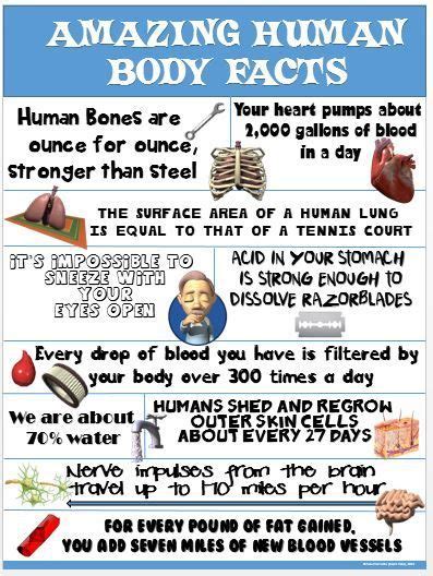 Health And Pe Poster Amazing Human Body Facts Human Body Facts