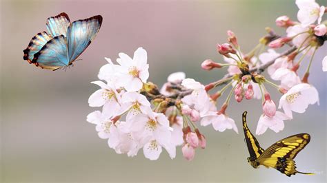 53 Flowers And Butterflies Pictures Images Wallpapers Flower