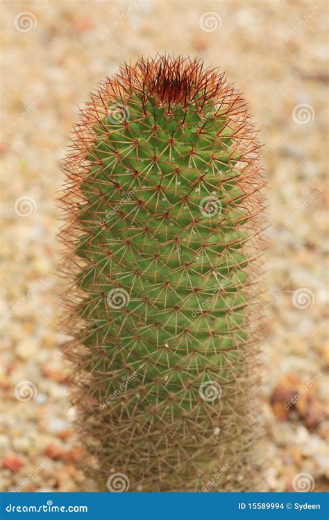 Tropical Cactus Stock Photo Image Of Beauty Nature 15589994