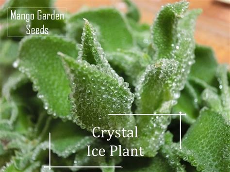 Rare Crystal Ice Plant Seeds 100 Seed Pot Friendly Biji Benih