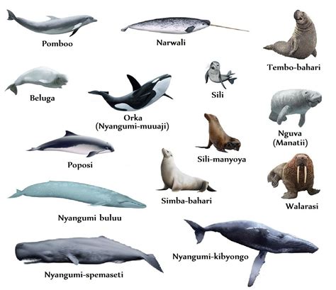 What Is A Marine Mammal Definition And Characteristics Whale Facts