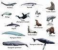 What Is A Marine Mammal? | Definition and Characteristics | Whale Facts ...