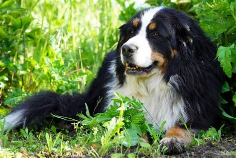 Top 12 Fun Bernese Mountain Dog Facts Animal Stratosphere