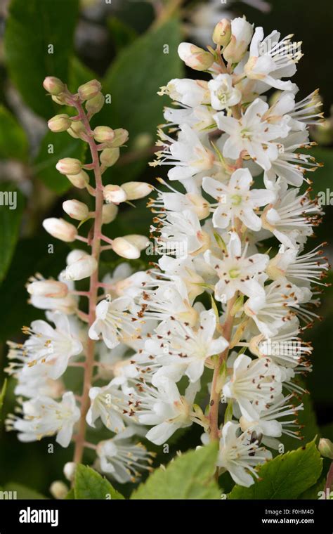 Panicles Of Scented White Flowers Of The Sweet Pepper Bush Clethra