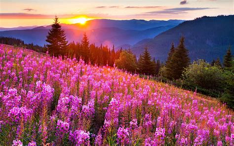 Hd Wallpaper Meadow Flowers Sunset Nature Landscape Mountains