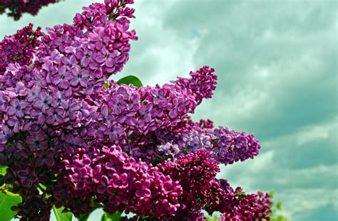 Download Wallpaper 2100x1380 Lilacs Twigs Flower Sky Spring Hd